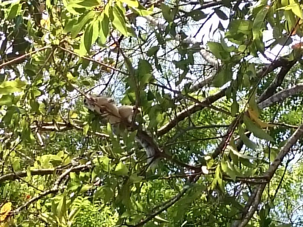 Isanka Lion Lodge Sigirija Zewnętrze zdjęcie